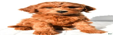 Maple
