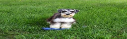 Miniature Schnauzer dogs for sale: Champ - Ad 4