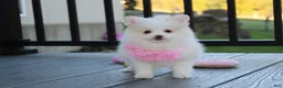 Pomeranian dogs for sale: Marshmallow  - Ad 5