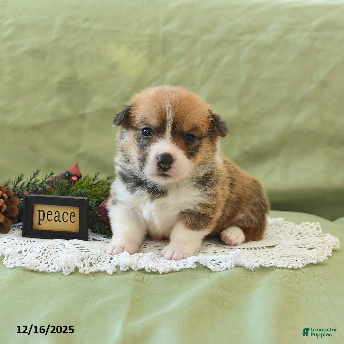 Welsh Corgi Pembroke dogs Penny - Ad 23