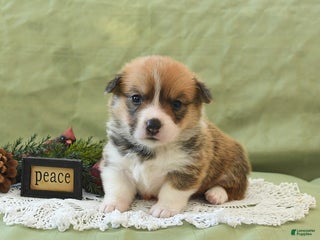 Welsh Corgi Pembroke dogs Penny - Ad 19