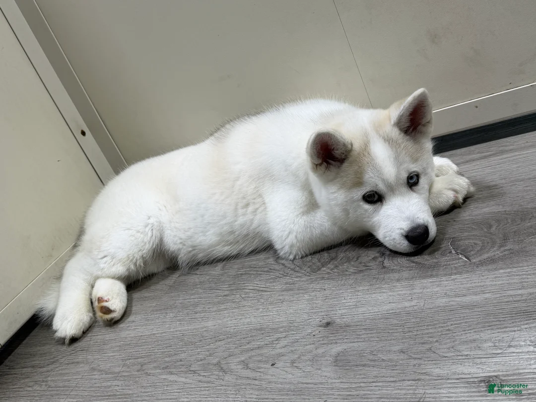Pomsky dogs for sale: Pomsky Puppy 1 - Ad 2