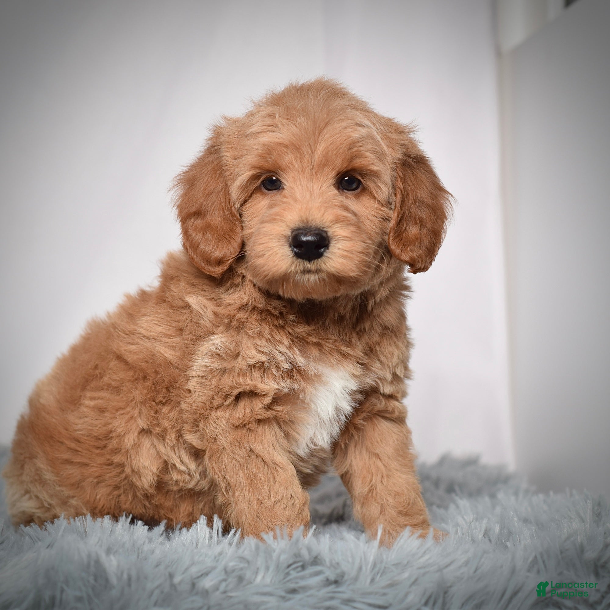 Mini Goldendoodle dogs Mr. Oscar - Ad 19