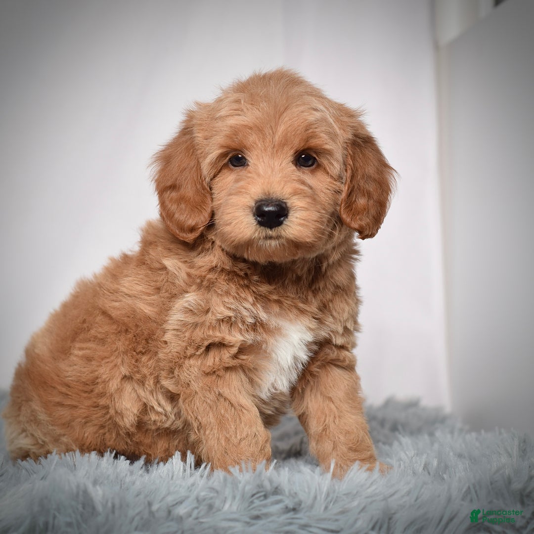 Mini Goldendoodle dogs for sale: Mr. Oscar - Ad 1