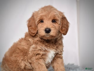Mini Goldendoodle dogs Mr. Oscar - Ad 4