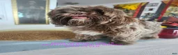 Shih Tzu dogs for sale: Bruno Tri Color  - Ad 3