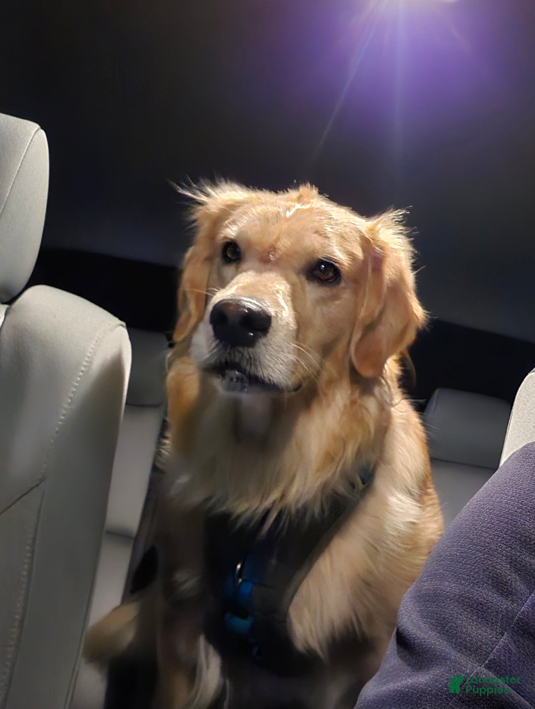 Golden Retriever dogs for sale: Pink - Ad 5