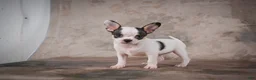 Chihuahua dogs for sale: Ernie - Ad 16