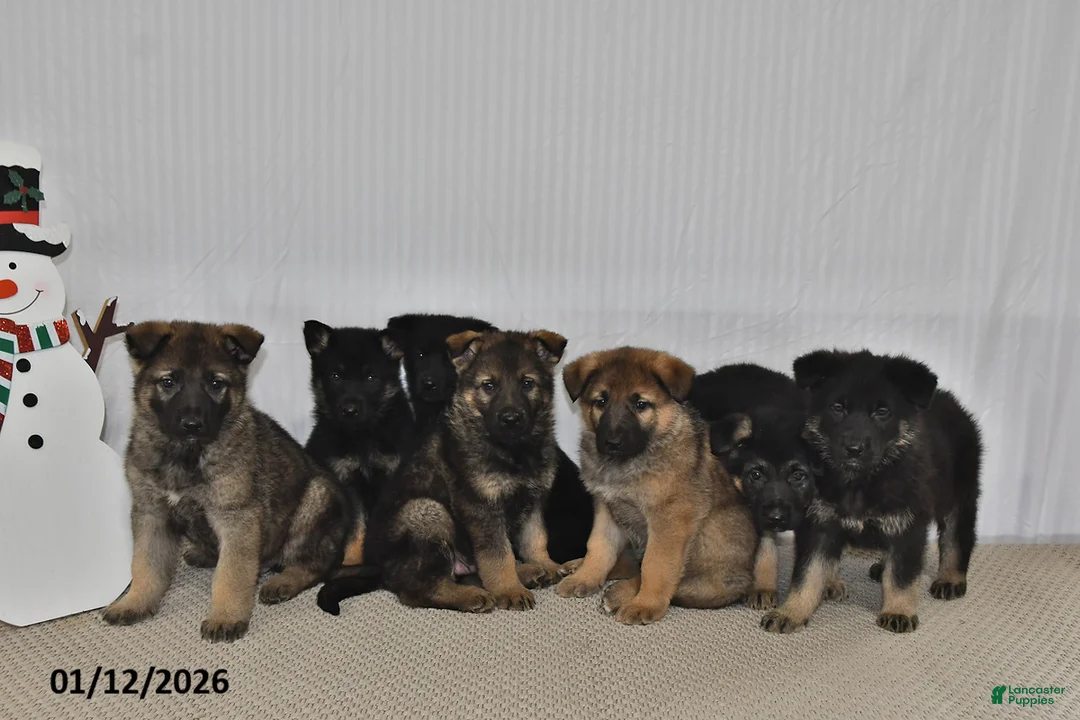 German Shepherd dogs for sale: Melody - Ad 11