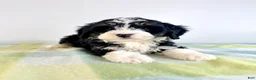 Bernedoodle dogs for sale: Bonnie - Ad 2