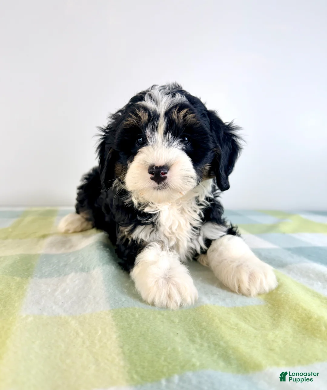Bernedoodle dogs for sale: Bonnie - Ad 2