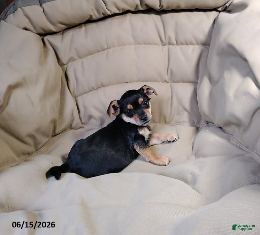 Mixed Breed dogs Blacky - Ad 1
