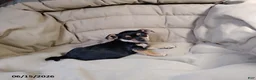 Mixed Breed dogs for sale: Blacky - Ad 1