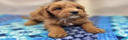 Cavapoo dogs for sale: Tundra - Ad 19