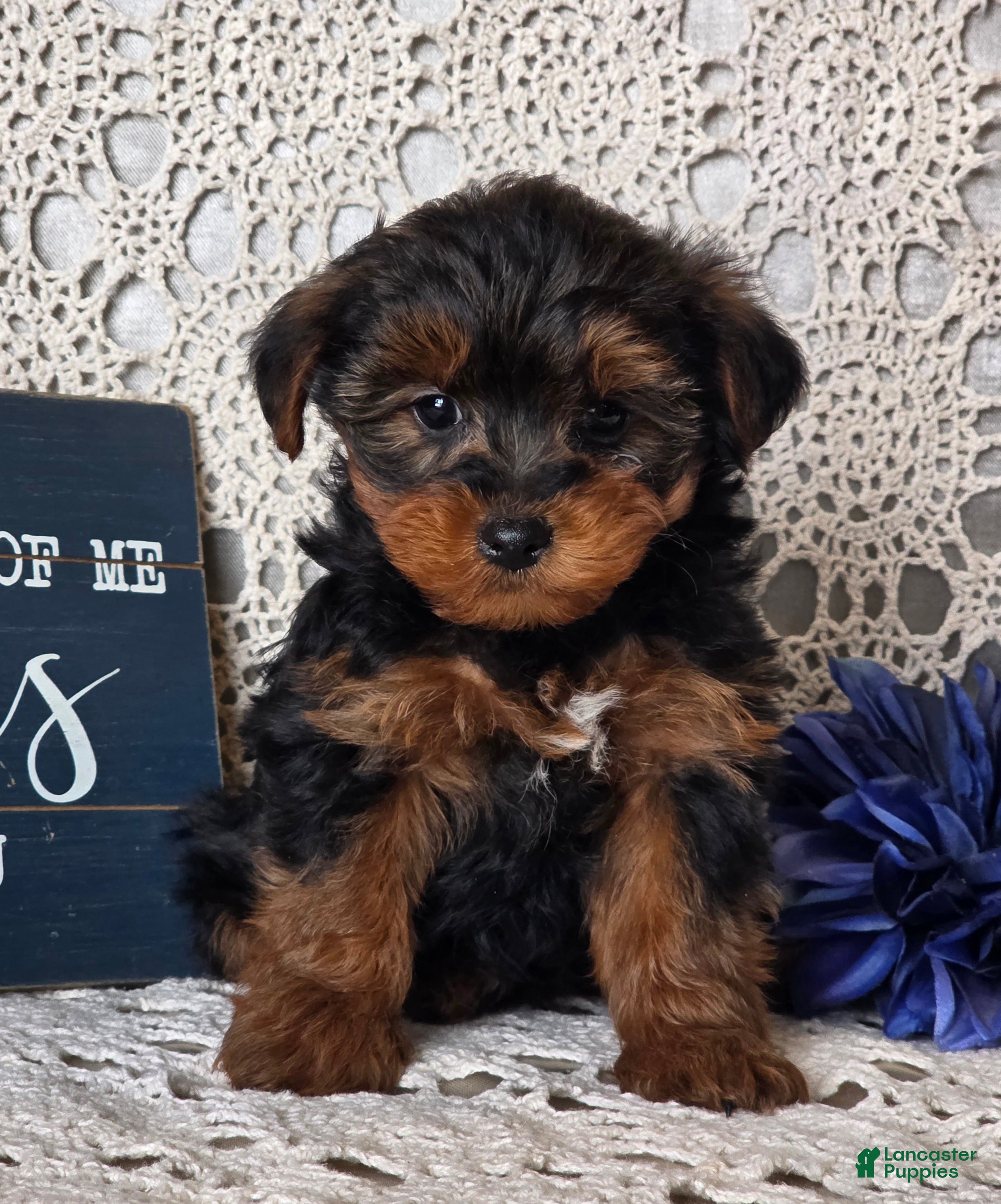 Yorkiepoo dogs Romeo - Ad 41