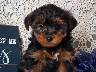 Yorkiepoo dogs Romeo - Ad 28