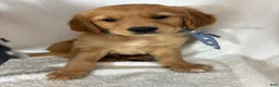Golden Retriever dogs for sale: Goose - Ad 3