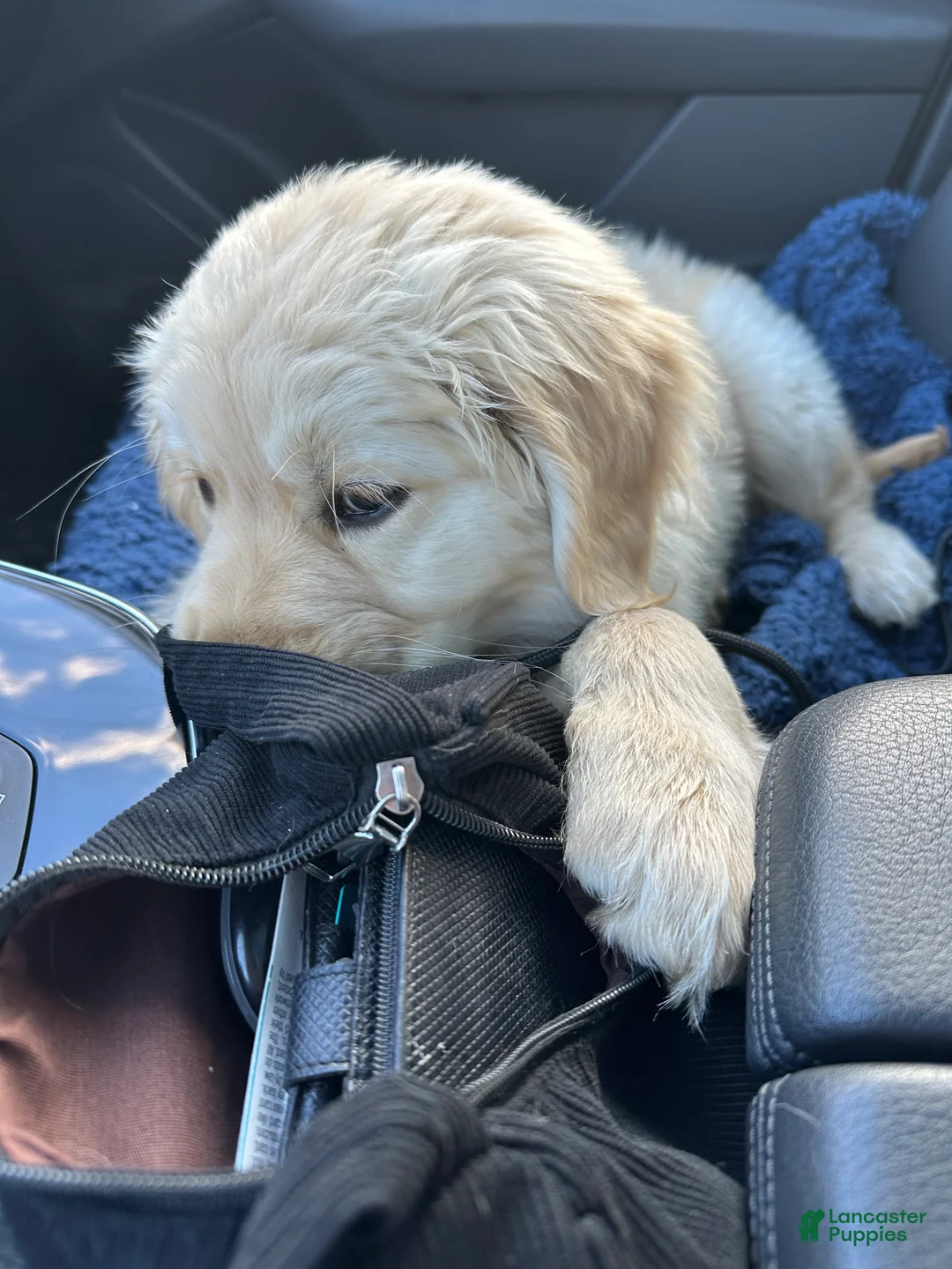 Golden Retriever dogs for sale: Golden Retriever Puppy 2 - Ad 2