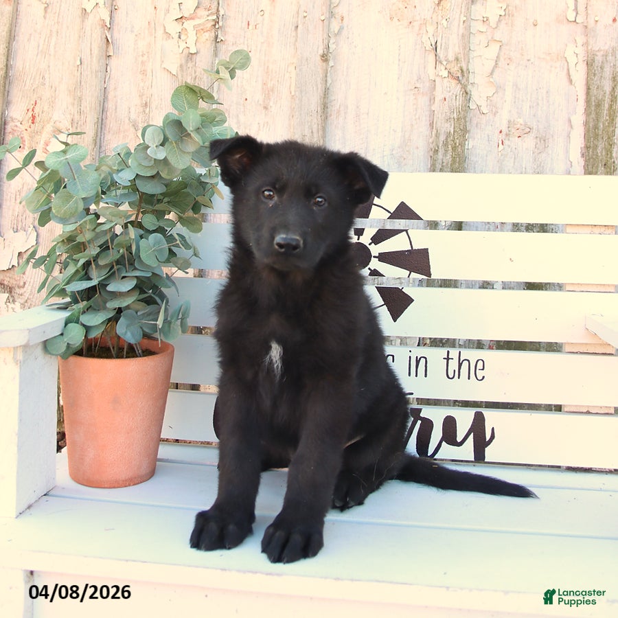 German Shepherd dogs Captain - Ad 1