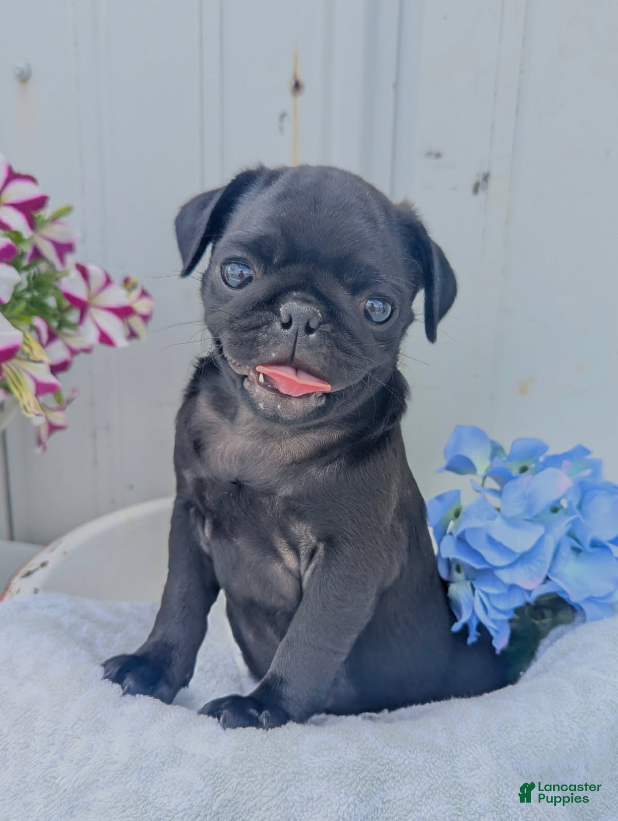 Pug dogs Ebony - Ad 1