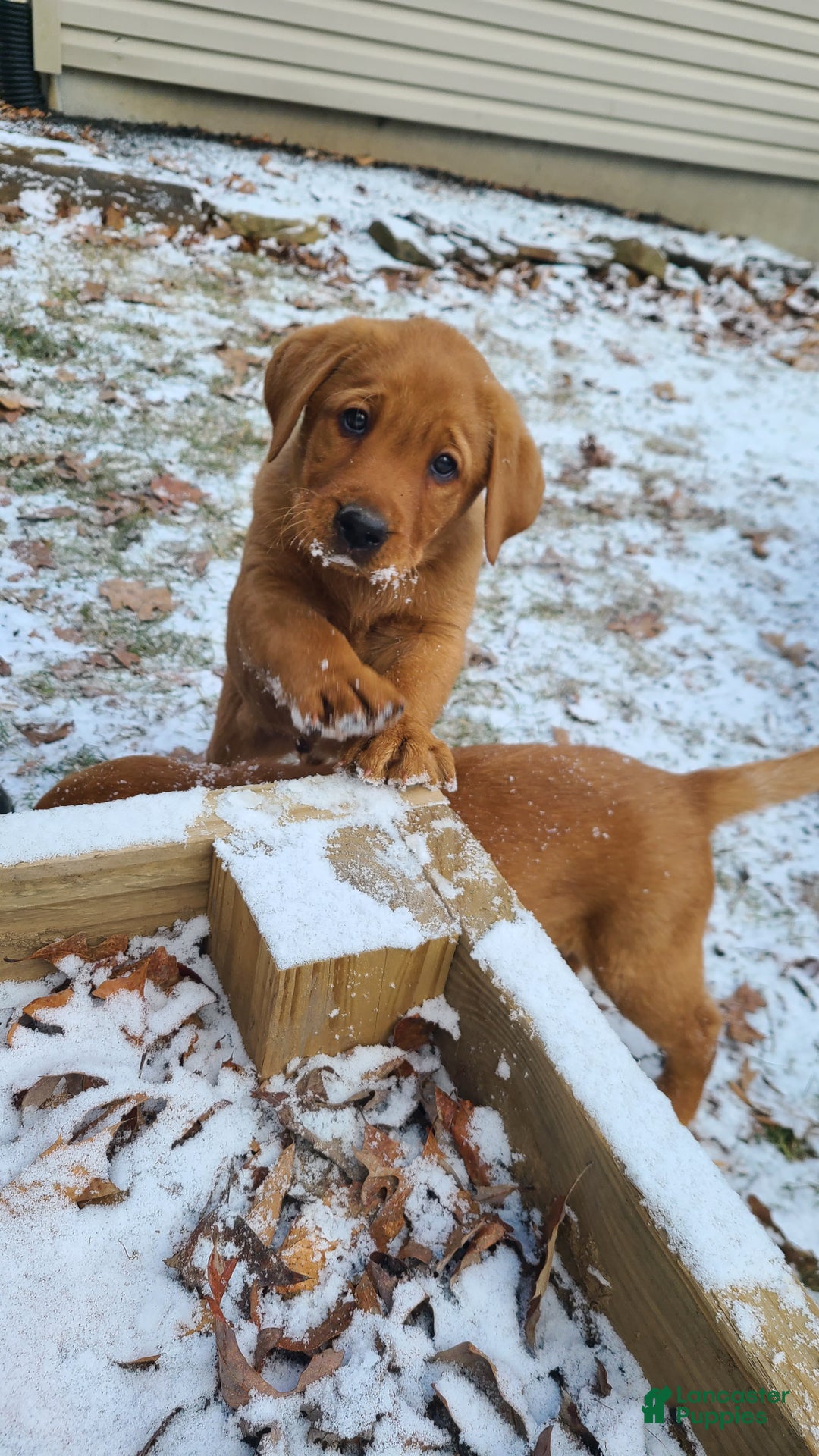 Labrador Retriever dogs for sale: Snur - Ad 1