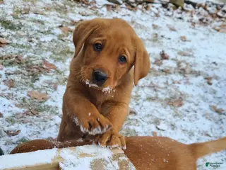 Labrador Retriever dogs Snur - Ad 3