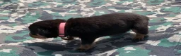 Rottweiler dogs for sale: Light Pink Female - Ad 4