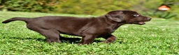 Labrador Retriever dogs for sale: Choco - Ad 15