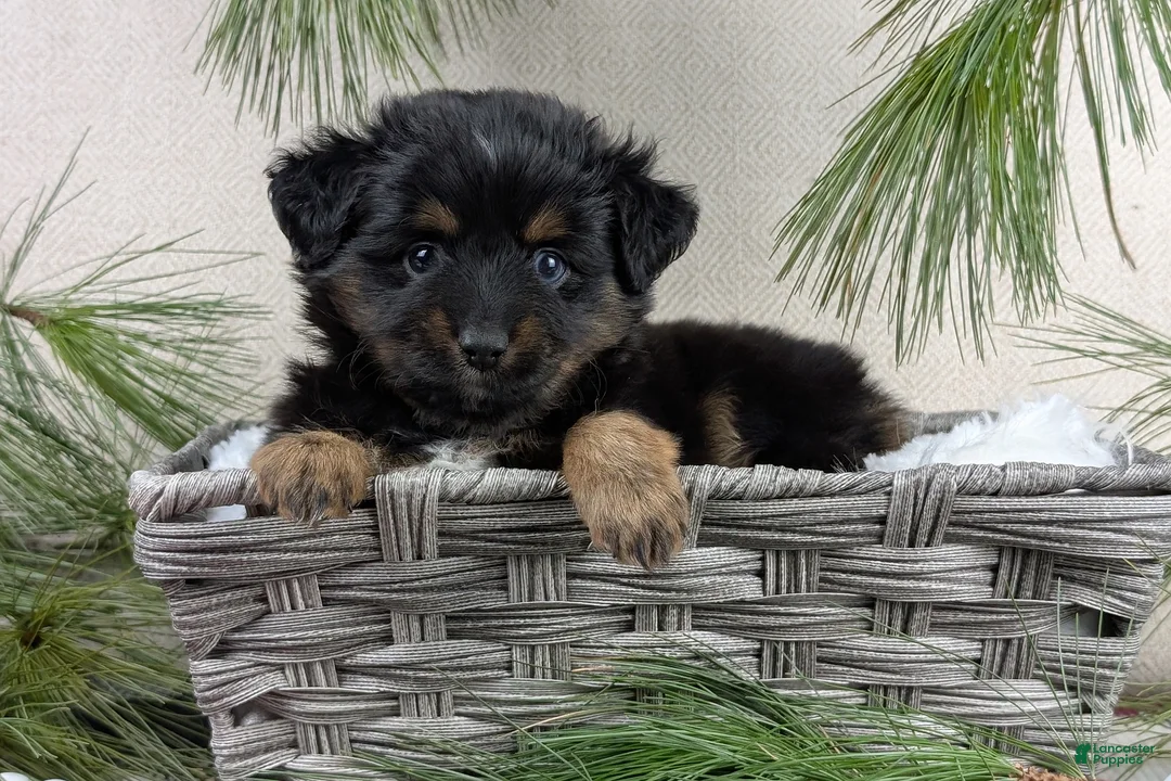 Toy Australian Shepherd dogs for sale: Brittlyn - Ad 20