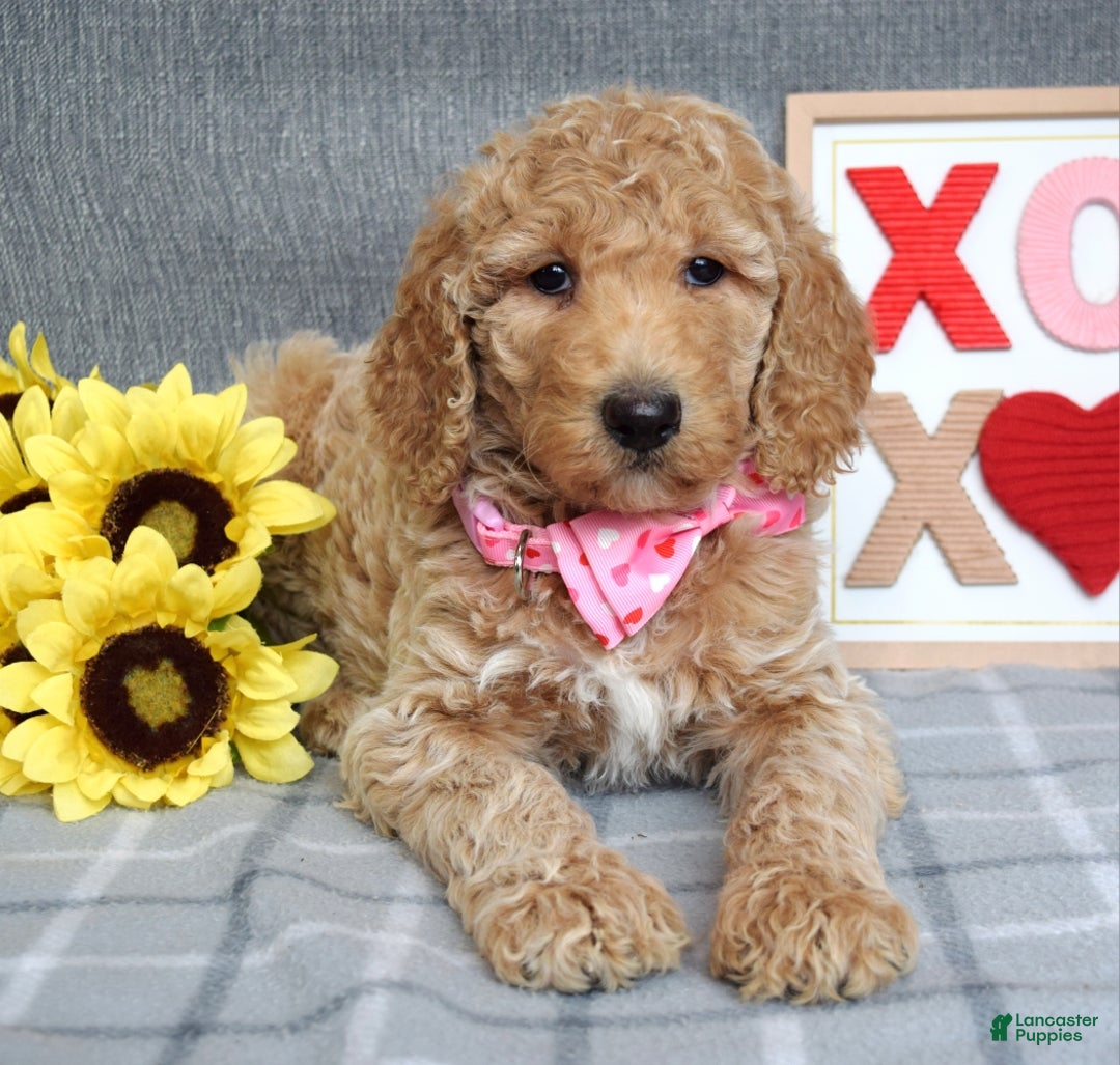 Standard Poodle dogs for sale: Camilla  - Ad 8