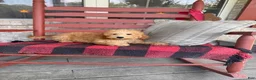 Mixed Breed dogs for sale: Tucker - Ad 4