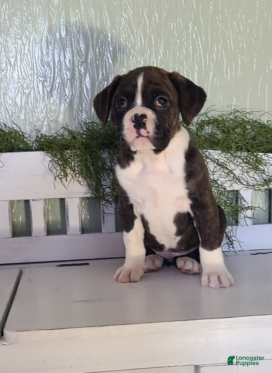 Boxer dogs for sale: Daisy  - Ad 1
