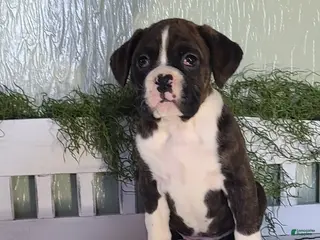 Boxer dogs Daisy - Ad 37