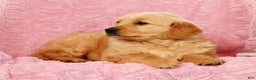 Golden Retriever dogs for sale: Becca - Ad 8