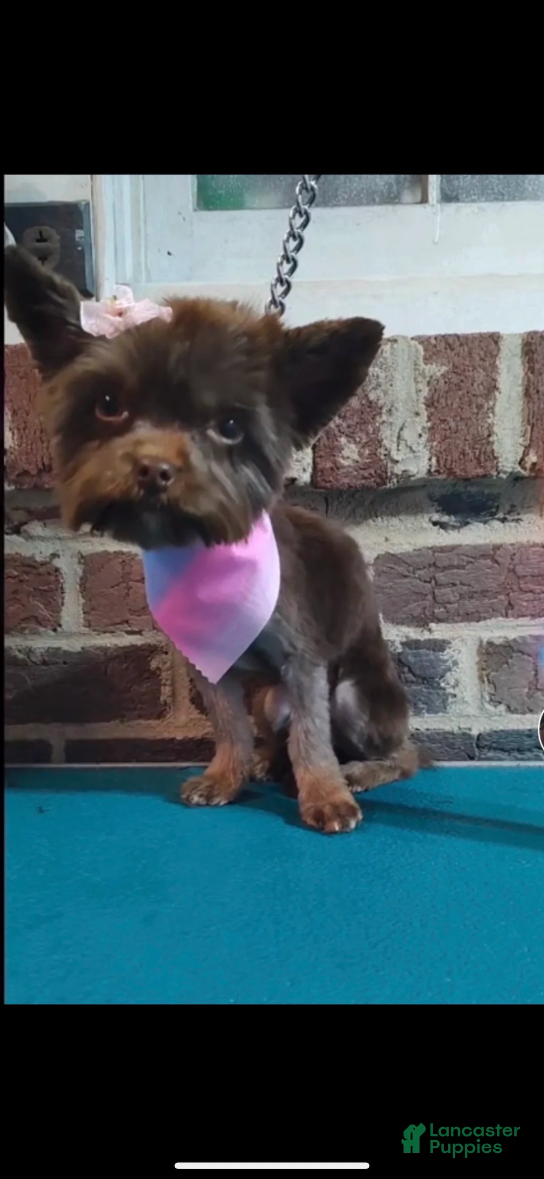 Yorkshire Terrier dogs for sale: Yorkshire Terrier Puppy 1 - Ad 6