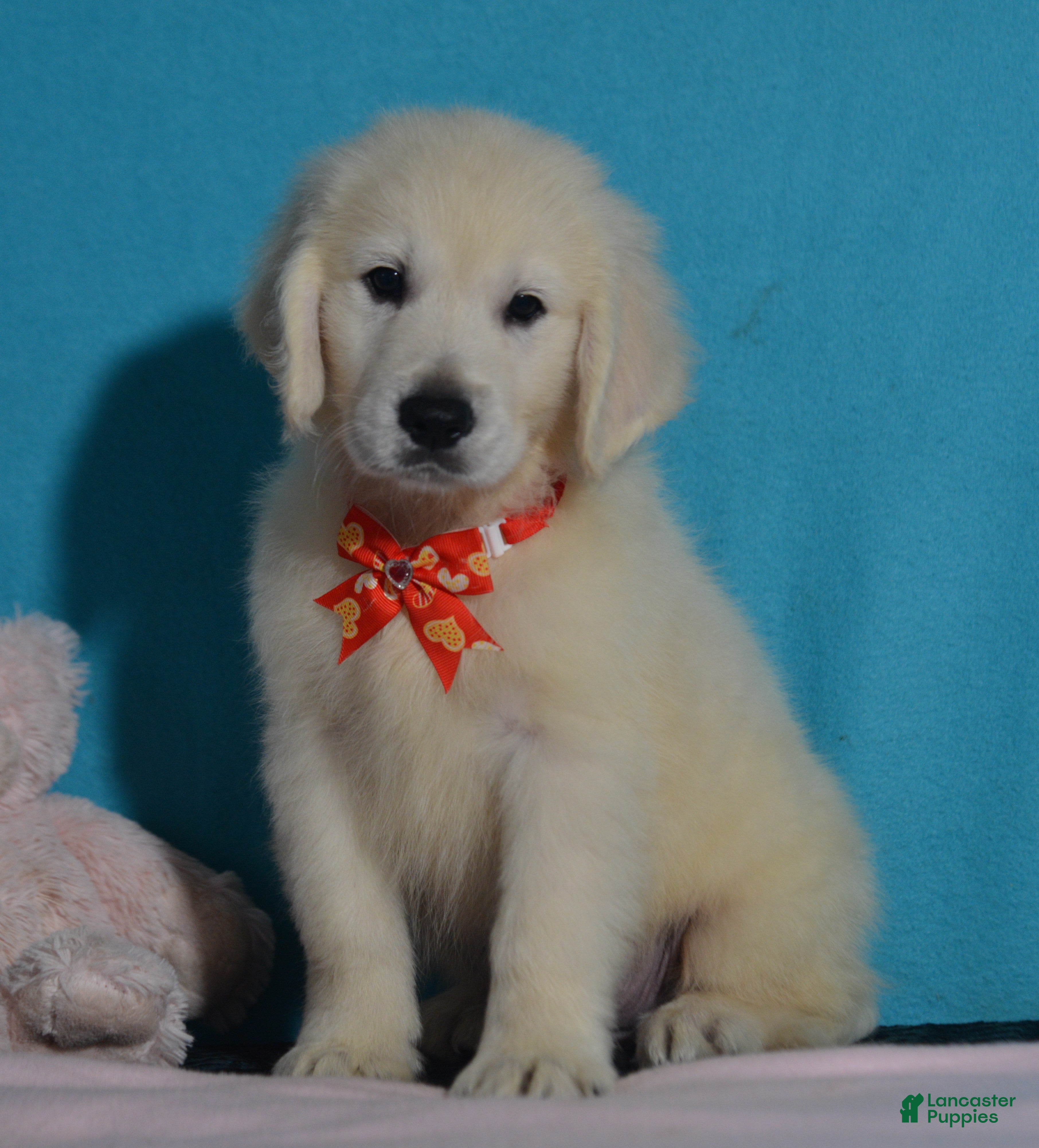 Golden Retriever dogs Tucker - Ad 1