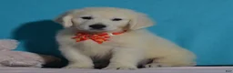 Golden Retriever dogs for sale: Tucker - Ad 1