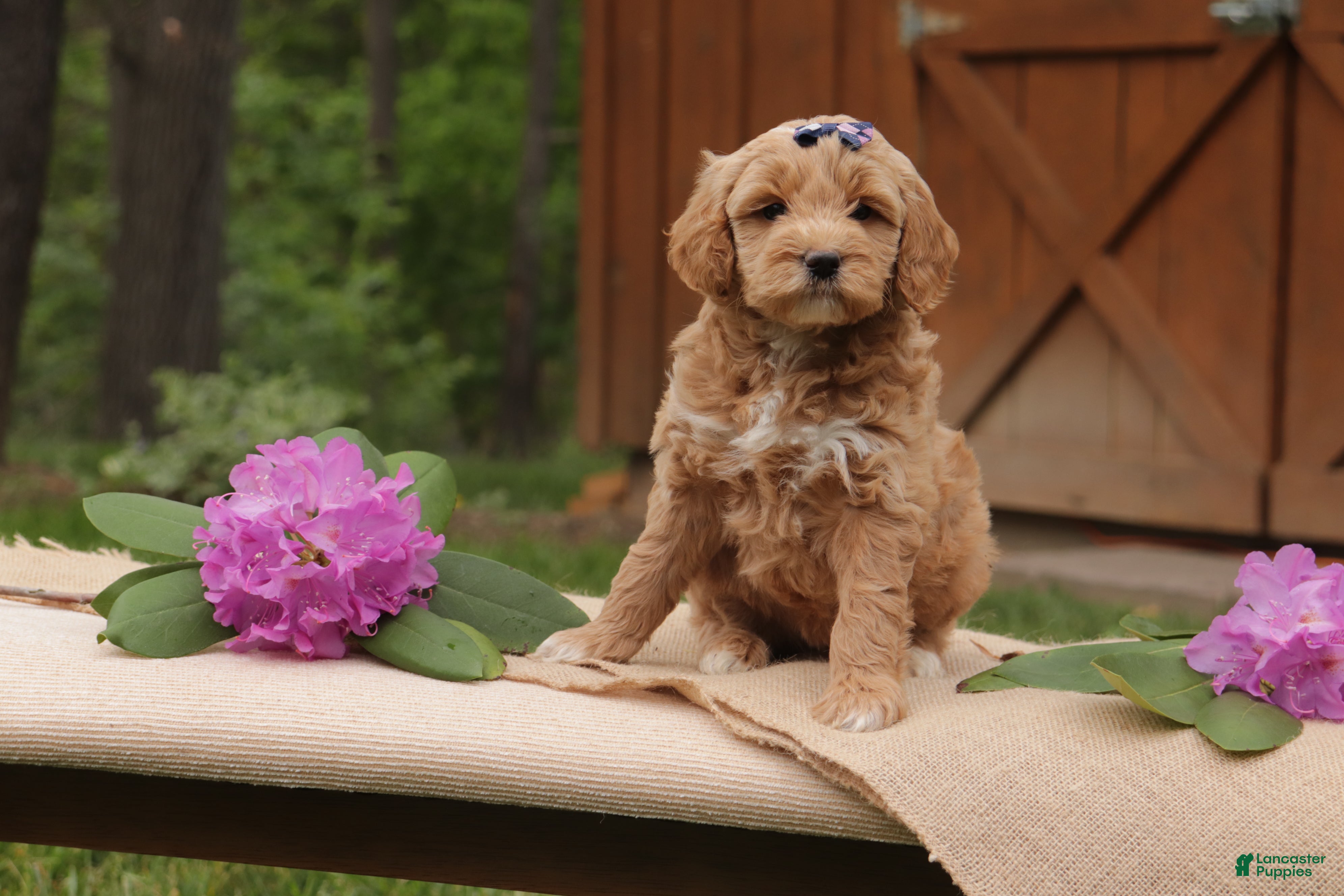 Mini Goldendoodle dogs Lily - Ad 2
