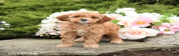 Mini Goldendoodle dogs for sale: Sterling - Ad 3