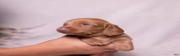 Miniature Dachshund dogs for sale: Peanut - Ad 4