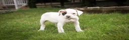 Boxer dogs for sale: Spot - Ad 5