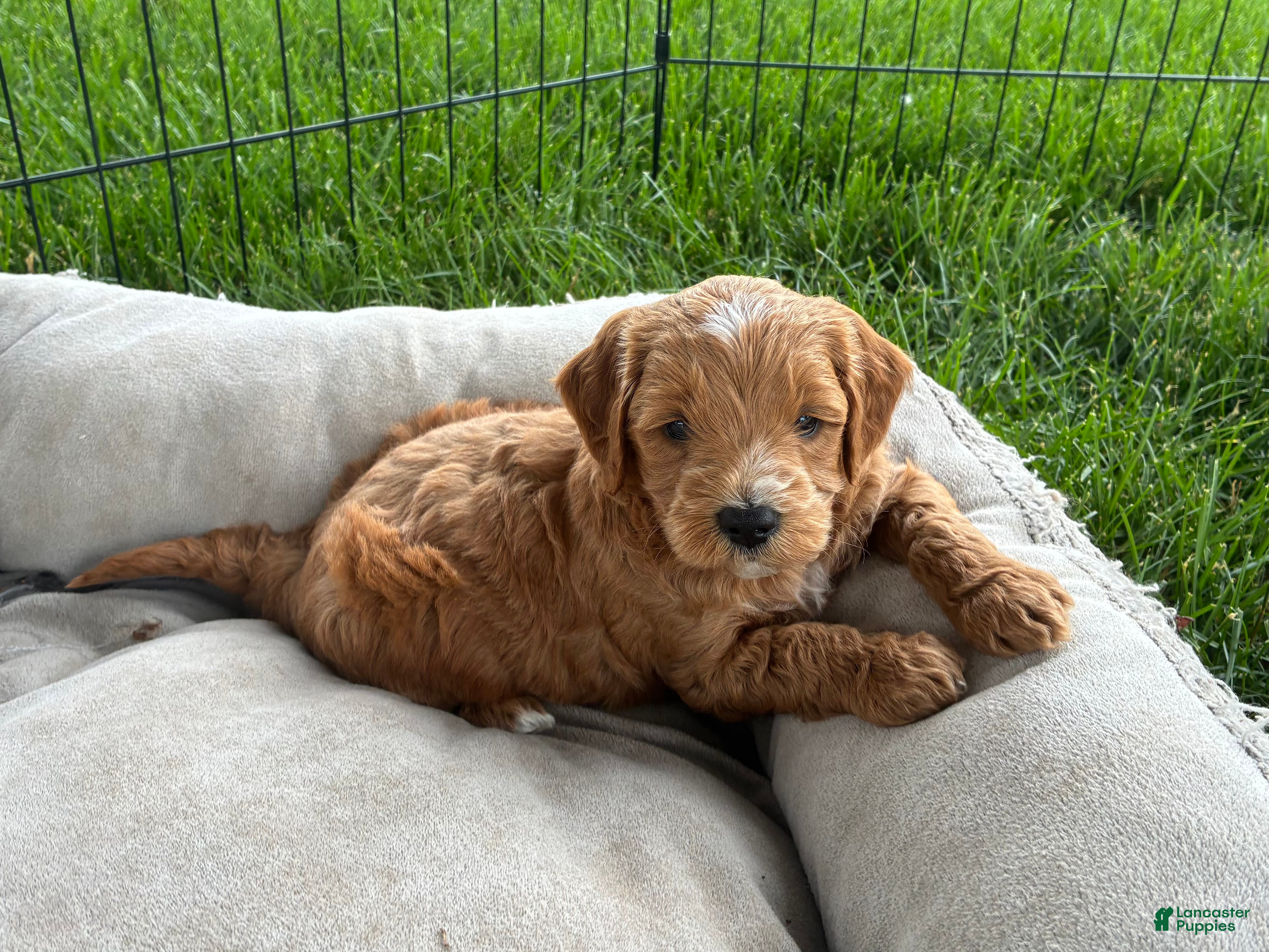 Mini Goldendoodle dogs Mini Goldendoodle “Benji” - Ad 2