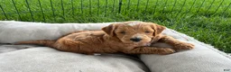 Mini Goldendoodle dogs for sale: Mini Goldendoodle “Benji” - Ad 2