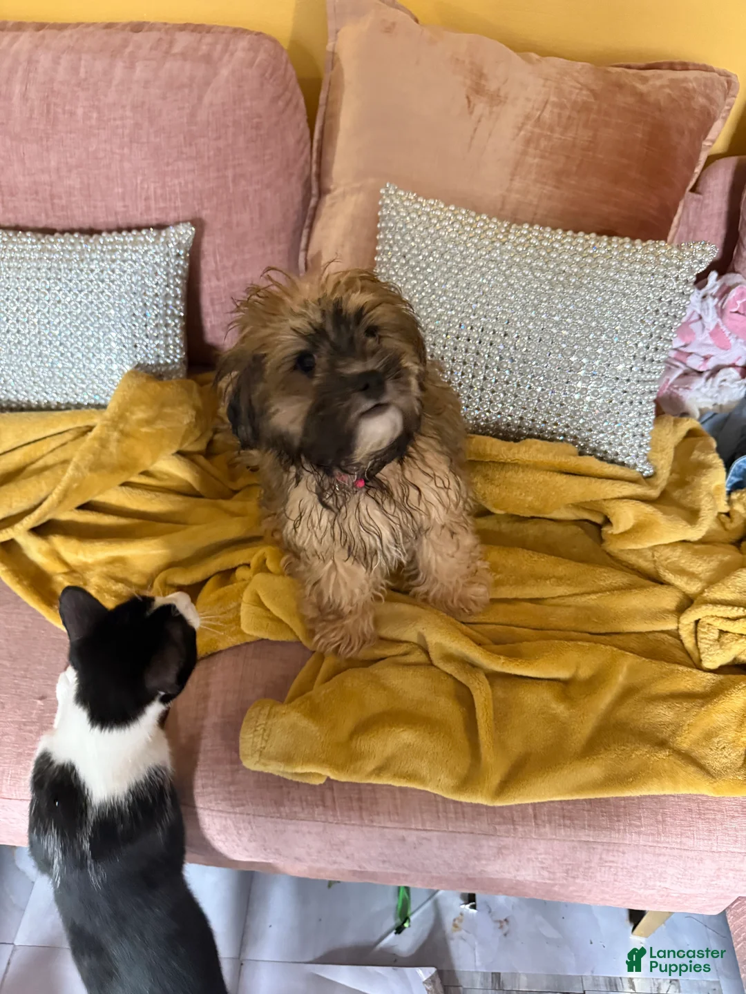 Mixed Breed dogs for sale: Mixed Breed Puppy 2 - Ad 8