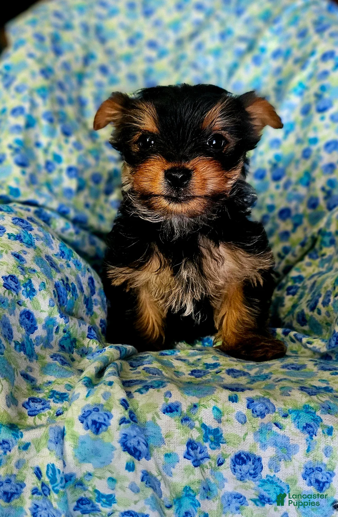 Yorkshire Terrier dogs for sale: Yorkshire Terrier Puppy 1 - Ad 13