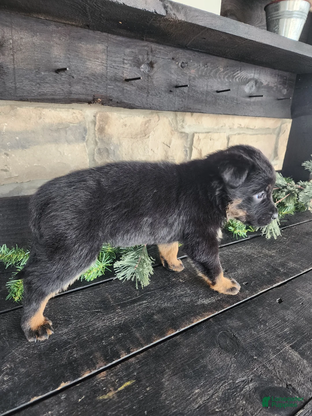 Mixed Breed dogs for sale: Rhonda  - Ad 8