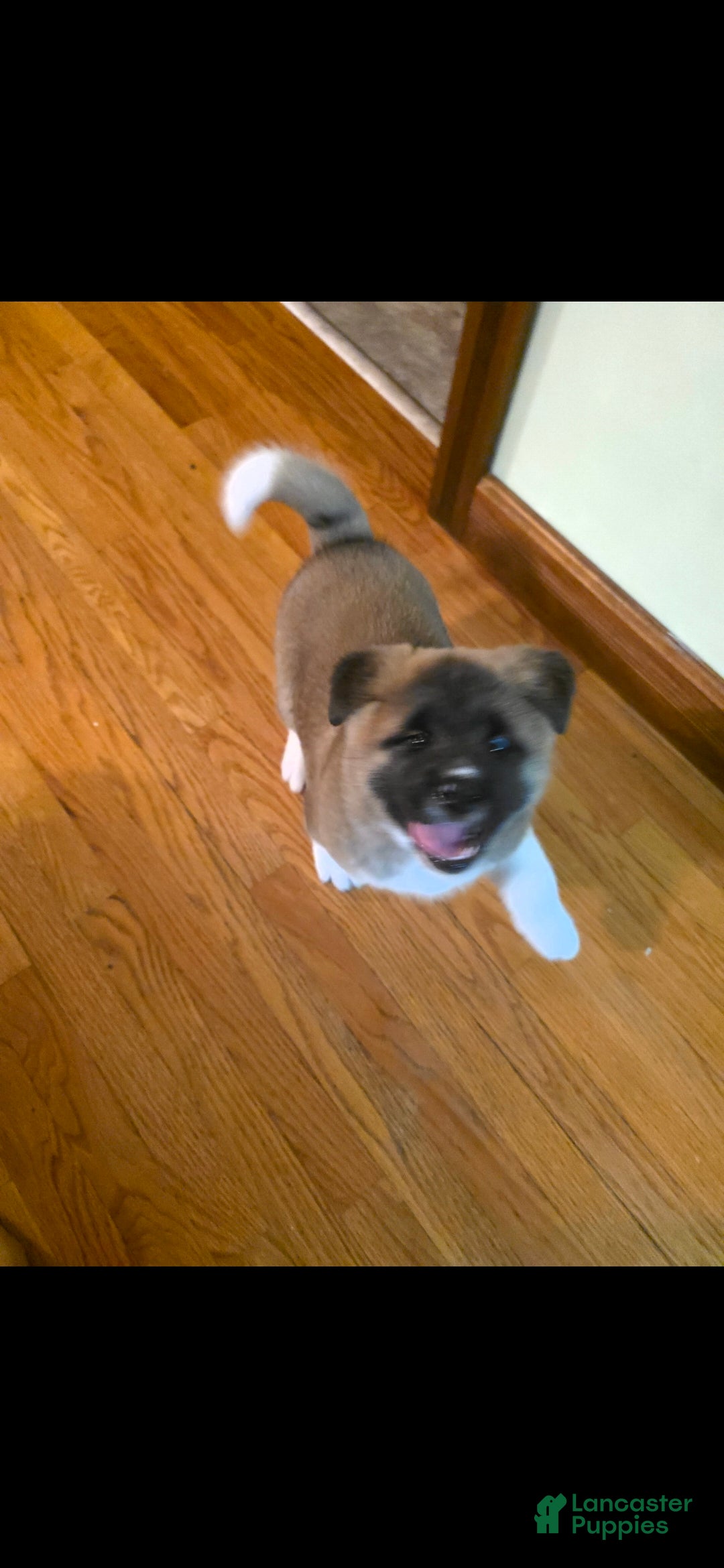 Akita dogs AKC Finn - Ad 24