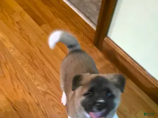 Akita dogs AKC Finn - Ad 24