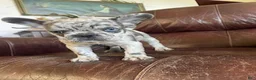 French Bulldog dogs for sale: Coral - Ad 6