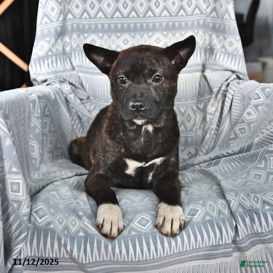 Other breed dogs for sale: Babe - Ad 1